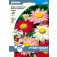 Margerite_Pyrethrum
