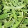 Salatsamen_Rucola_Gourmet