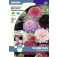 Witwenblume_Scabiosa_mix