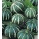 Kalebasse_Flat_Striped