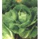 Salat_Bindesalat_Winter_Density