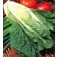 Salat_Bindesalat_Lobjoits_Green_Cos