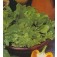 Salat_Blattsalat_grün_gemischt