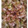 Eichblattsalat_Red_Salad_Bowl 