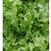 Salat_Eichblattsalat_Salat_Bowl