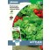 Kopfsalat_Tom_Thumb