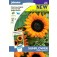Sonnenblume_copper_Queen