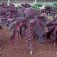 Sprossenkohl_Rote_Rubine