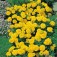 Tagetes_studentenblume_yellow_Jacket