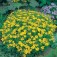 Tagetes tenuifolia Lemon Gem