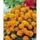 Blumendamen_Tagetes_klein