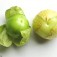Tomatillo_Mexikanische_Tomate