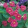 Tropaeolum_Jewel_Rose