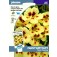 tropaeolum_prince_charming