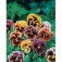 Viola wittrockiana Riesen_Frou_Frou_Mix_Stiefmütterchen