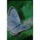 Schmetterling_Blumenmix
