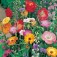 Wildblumenmix_einjährig
