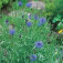 wildblumen_kornfeld