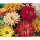 Zinnie Chrysantem-artig_P04867