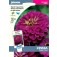 Zinnia_Purple_Prince