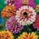 Zinnia_elegans_Whirlygig_Improved_Mix